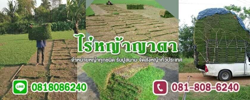10 ร้านค้าจำหน่ายหญ้าคุณภาพดีในราคาที่ถูกที่สุด! 2 หญ้าญี่ปุ่น