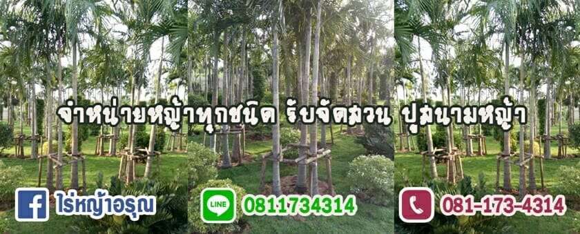 10 ร้านค้าจำหน่ายหญ้าคุณภาพดีในราคาที่ถูกที่สุด! 4 หญ้านวลน้อย