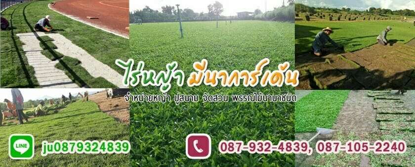 10 ร้านค้าจำหน่ายหญ้าคุณภาพดีในราคาที่ถูกที่สุด! 3 หญ้ามาเลย์