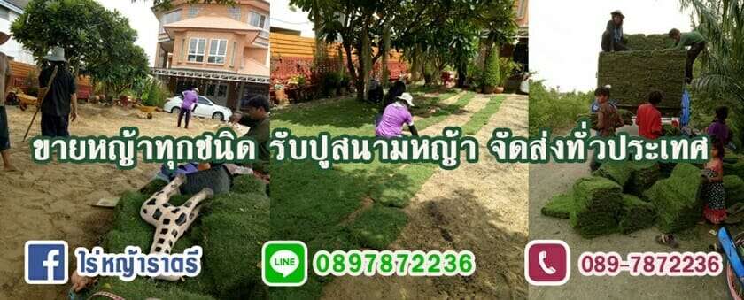 10 ร้านค้าจำหน่ายหญ้าคุณภาพดีในราคาที่ถูกที่สุด! 5 ไร่หญ้าณภัทร