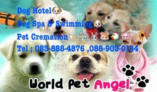 Dog Hotel Bangkok