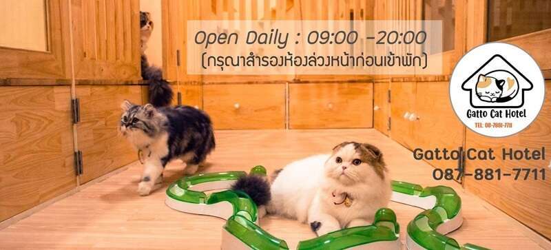 10 โรงแรมแมวยอดนิยมในกรุงเทพ(สะอาด,ปลอดภัย,ดูแลดี) ที่คนรักแมวต้องไม่พลาด 8 ชำนาญโรงแรมแมว