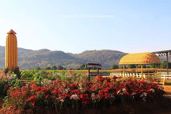 100 อันดับสถานที่ท่องเที่ยวยอดนิยมในเขาใหญ่ 31 ข้าวโพดหวานไร่สุวรรณเขาใหญ่
