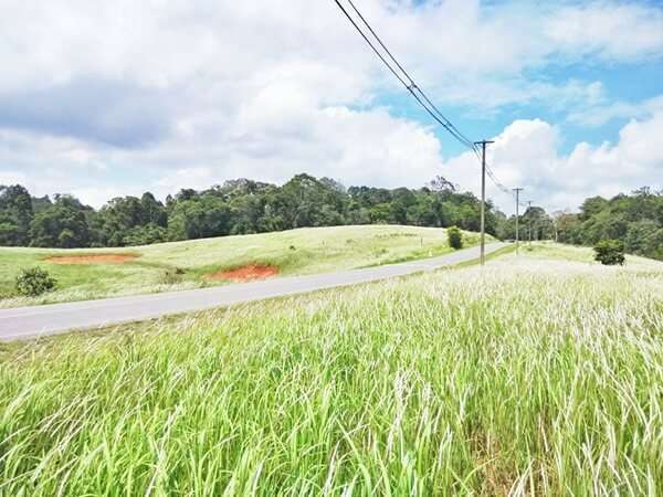 100 อันดับสถานที่ท่องเที่ยวยอดนิยมในเขาใหญ่ 80 ทุ่งดอกหญ้าคา อุทยานแห่งชาติเขาใหญ่