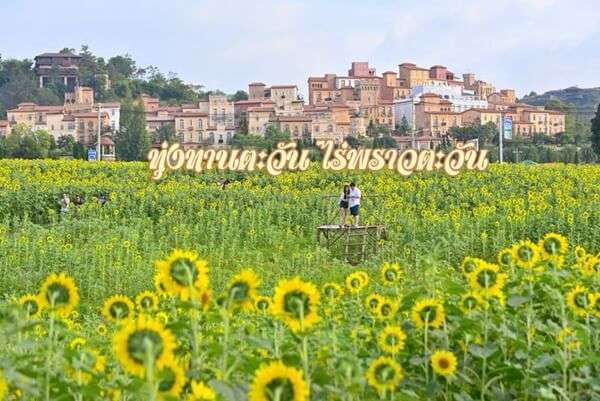 100 อันดับสถานที่ท่องเที่ยวยอดนิยมในเขาใหญ่ 21 ทุ่งทานตะวัน ไร่พราวตะวัน