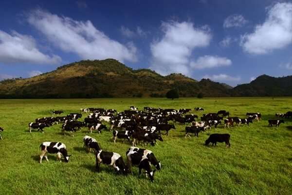 100 อันดับสถานที่ท่องเที่ยวยอดนิยมในเขาใหญ่ 10 ฟาร์มโชคชัย