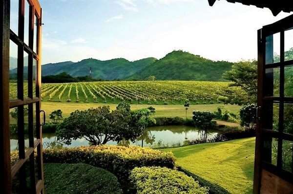 100 อันดับสถานที่ท่องเที่ยวยอดนิยมในเขาใหญ่ 23 ไร่องุ่นพีบีวัลเล่ย์เขาใหญ่