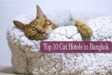 10 โรงแรมแมวยอดนิยมในกรุงเทพ(สะอาด,ปลอดภัย,ดูแลดี) ที่คนรักแมวต้องไม่พลาด