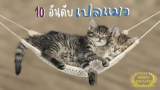 10 เปลแมว คุณภาพดี น้องแมวชอบที่นิยมมากของปี 2026
